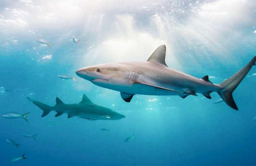 UK Bans Shark Fins: