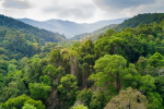 Environment 