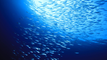 Fish Blue Marine Foundation