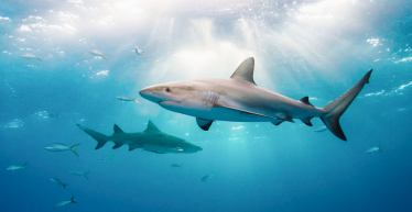 UK Bans Shark Fins: 
